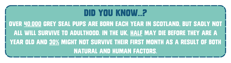 Fact box: Did you know…? Over 40,000 Grey seal pups are born each year in Scotland, but sadly not all will survive to adulthood. In the UK, half may die before they are a year old and 30% might not survive their first month as a result of both natural and human factors.