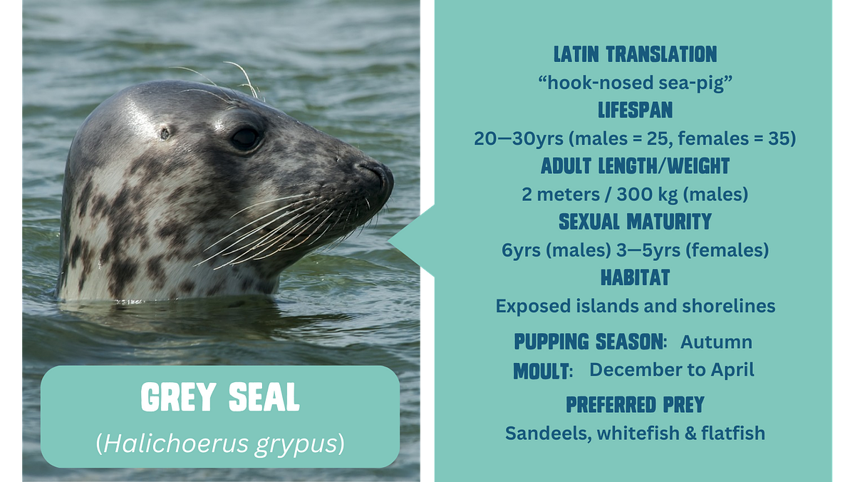 A factfile with a photo of a Grey seal with its head out of the water; facts include latin translation, UK population, lifespan, length/weight, sexual maturity, habitat, pupping season, moulting season and preferred prey