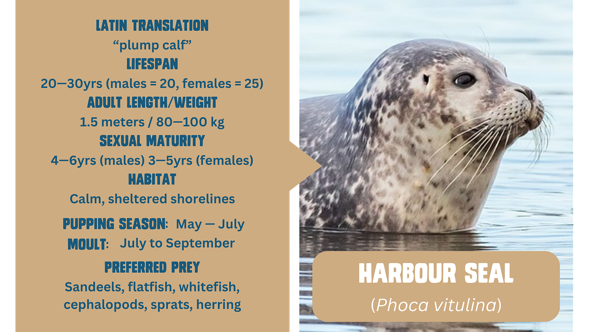 A factfile with a photo of a Harbour seal with its head out of the water; facts include latin translation, UK population, lifespan, length/weight, sexual maturity, habitat, pupping season, moulting season and preferred prey