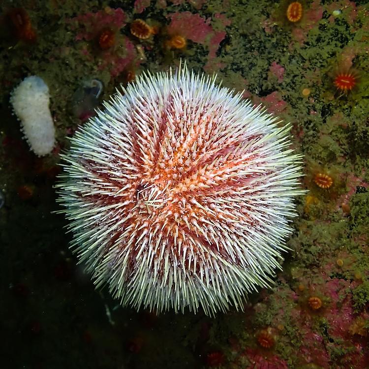 Edible Sea Urchin photo