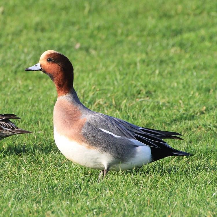 Wigeon photo