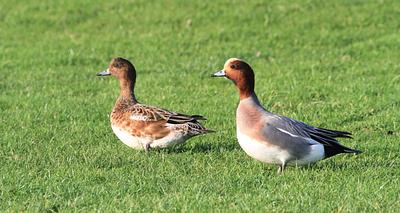 A couple of wigeons standing in a field of short green grass