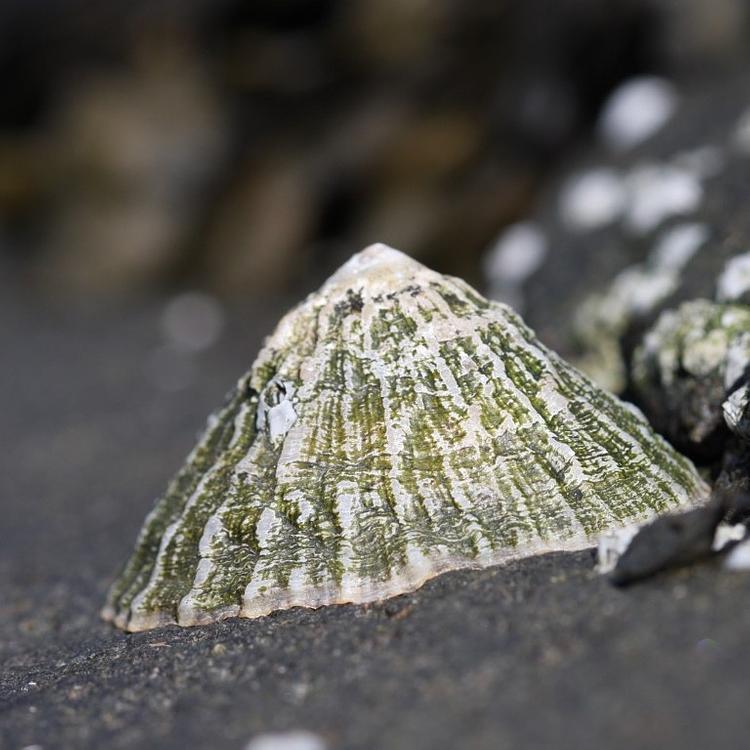 Common limpet photo