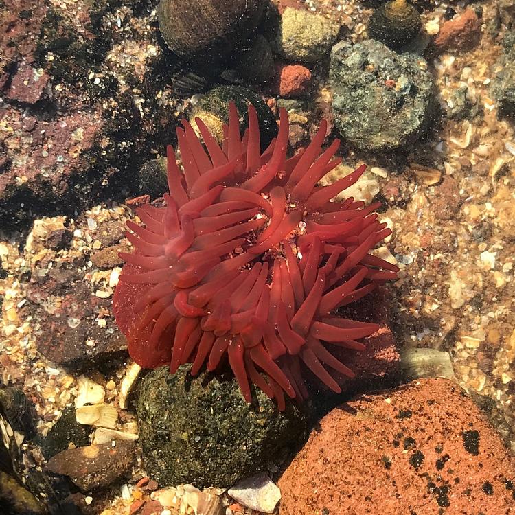 Beadlet Anemone photo