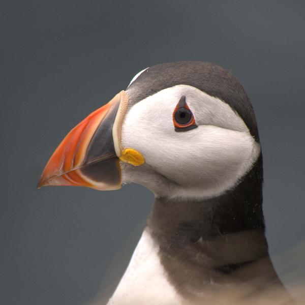 Close up of an Atlantic puffin Close up of an Atlantic puffin