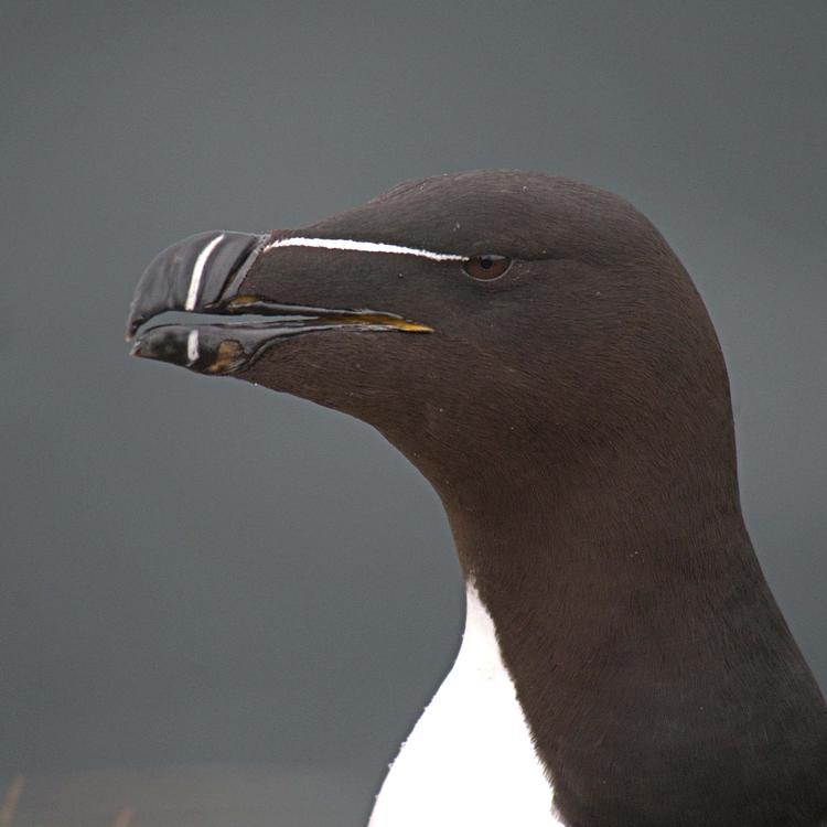 Razorbill photo