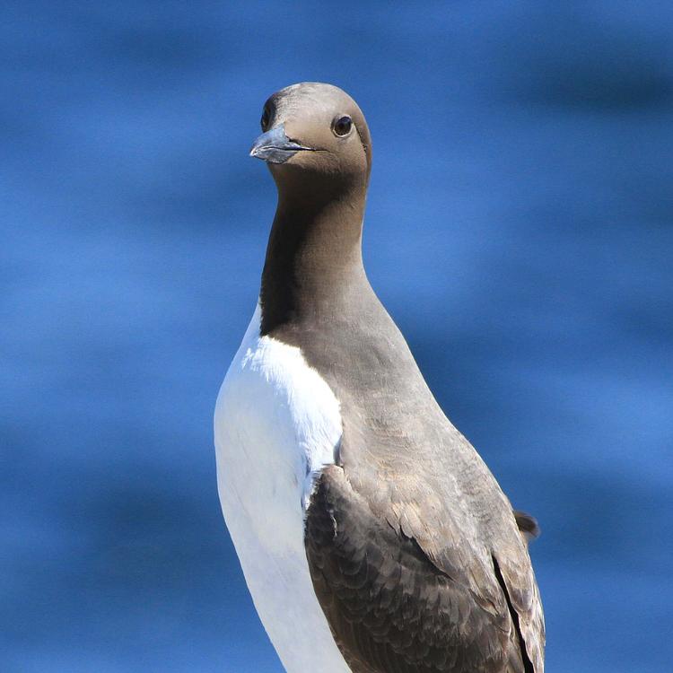 Guillemot photo