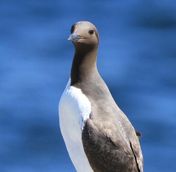 Guillemot looking into the camera against a blue background 