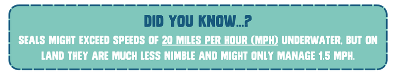 Did you know...? seals might exceed speeds of 20 miles per hour (mph) underwater, but on land they are much less nimble and might only manage 1.5 mph.