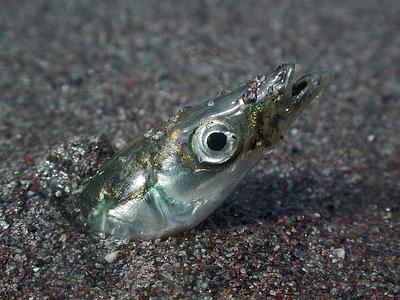 A sandeel sticks its silvery head out of fine sand, where it has buried itself A sandeel sticks its silvery head out of fine sand, where it has buried itself