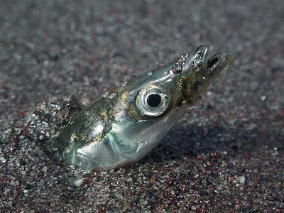 A sandeel sticks its silvery head out of fine sand, where it has buried itself