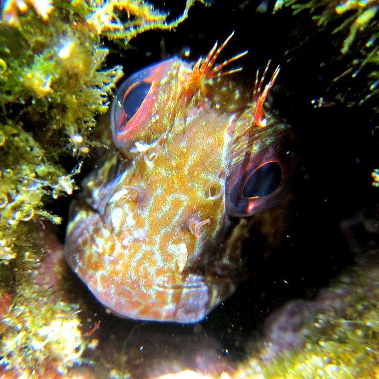 Common Blenny (Shanny) photo