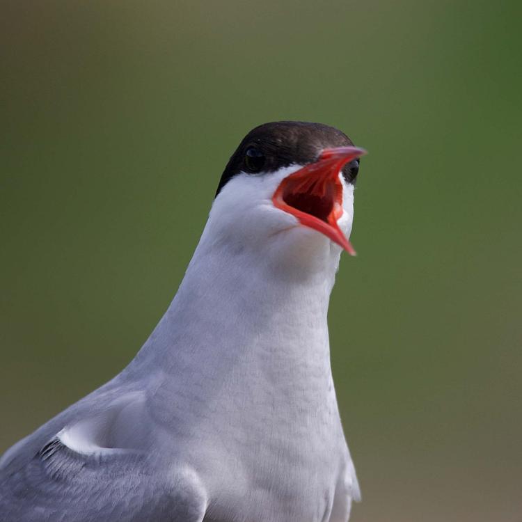 Arctic tern photo