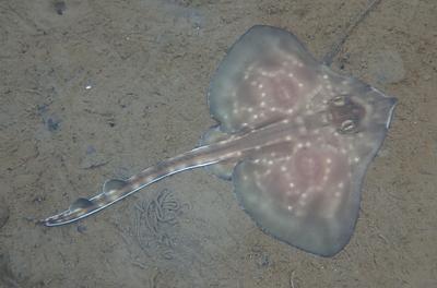 A spotty juvenile Flapper skate lies on the sandy brown seafloor