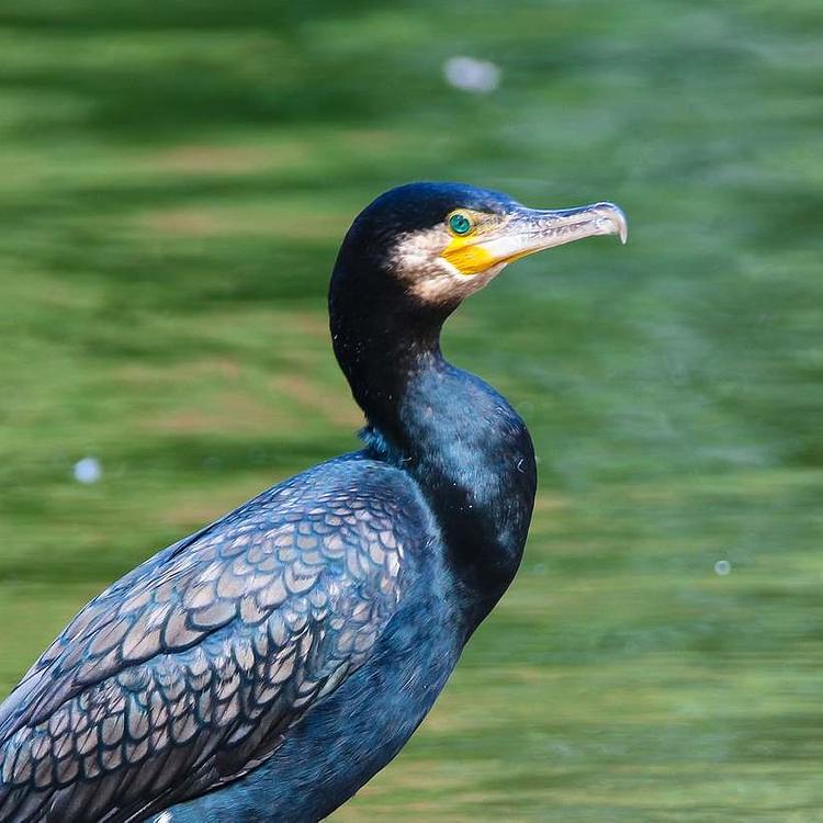 Cormorant photo