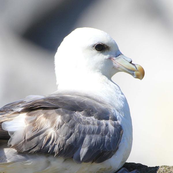 Close-up of an adult fulmar against a light grey background 