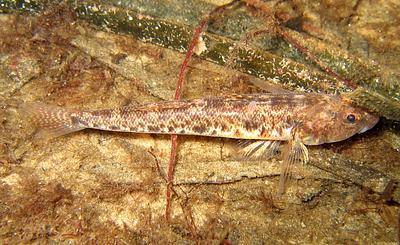 A Common Goby camouflages well against the muddy yellowish brown sand it rests upon