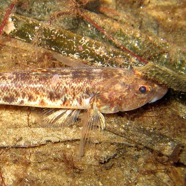 Common Goby photo