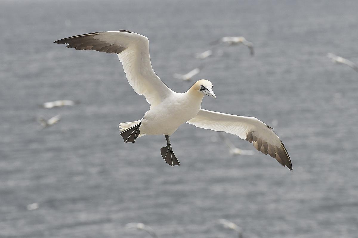 Gannet in flight