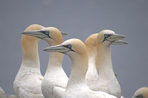 Gannets on the Bass Rock.