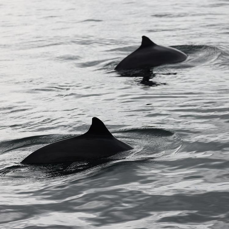 Harbour Porpoise photo