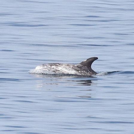 Risso’s Dolphin photo