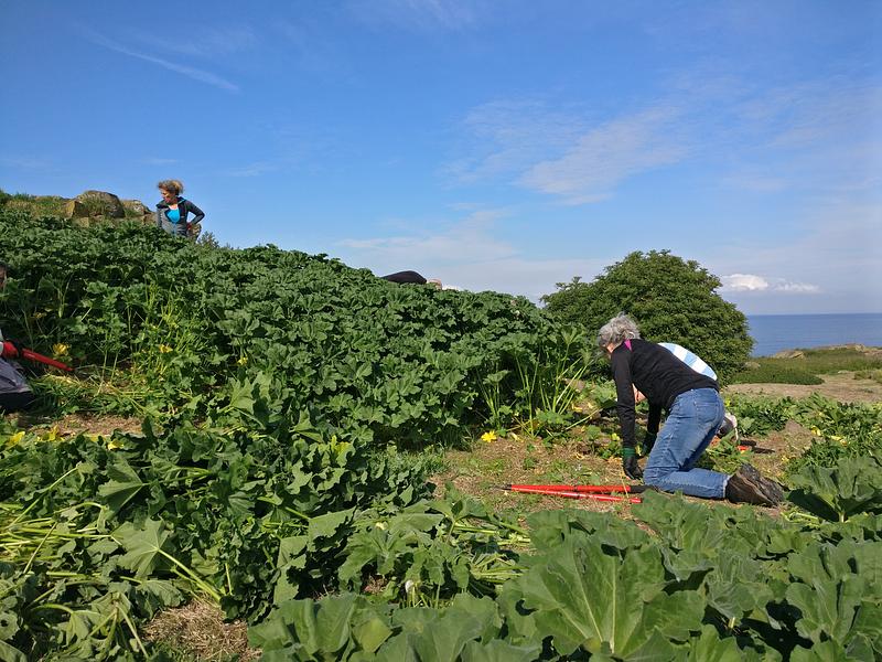 It is a beautiful sunny day on an island and two volunteers are on their knees, chopping down swathes of knee-height tree mallow plants with red loppers. It is a beautiful sunny day on an island and two volunteers are on their knees, chopping down swathes of knee-height tree mallow plants with red loppers.