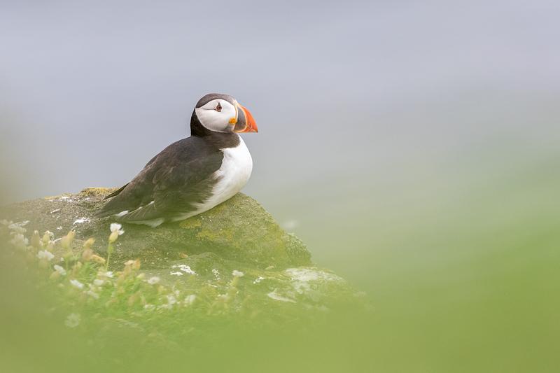 A puffin sits on a rock, surrounded by coastal plants and grey sea A puffin sits on a rock, surrounded by coastal plants and grey sea