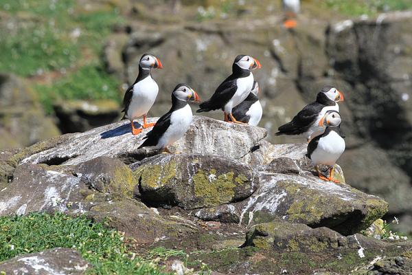 Puffins