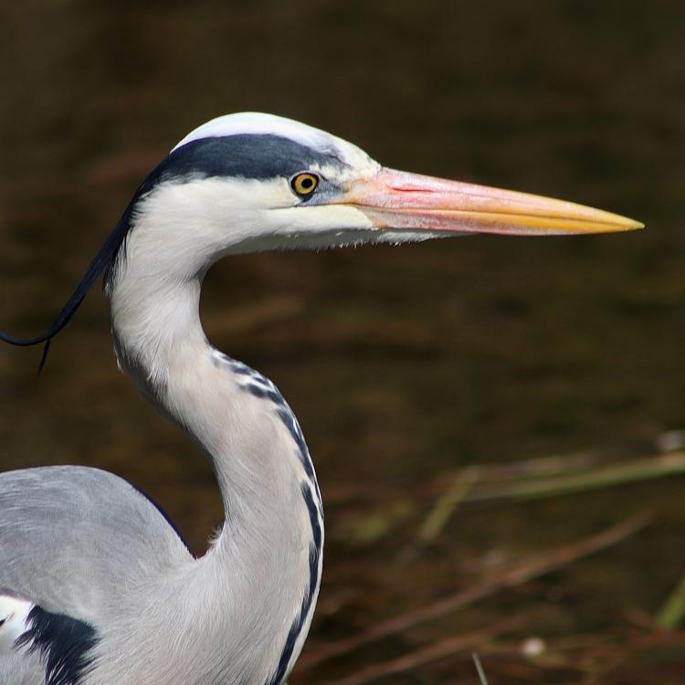 Grey Heron photo