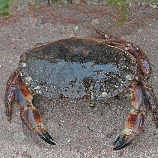 Crab on sandy background