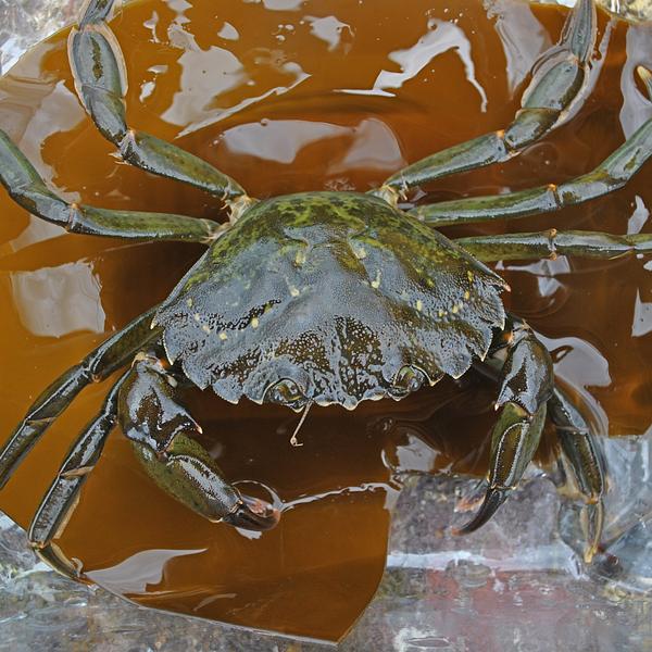 Crab on brown seaweed