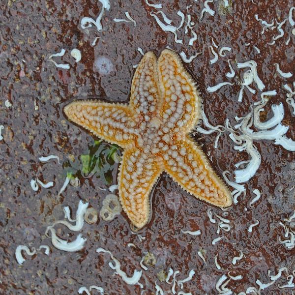 Starfish on rock