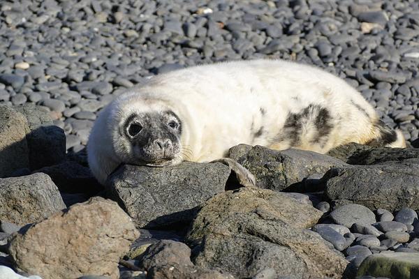 A fluffy white seal pup has mottled dark (adult) fur around its face and patches on its body. It basks in the sun on some rocks. A fluffy white seal pup has mottled dark (adult) fur around its face and patches on its body. It basks in the sun on some rocks.