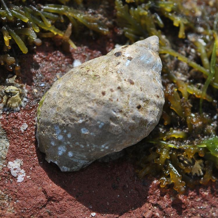 Dog Whelk photo