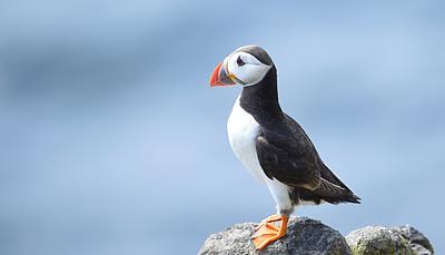 Puffin on the Isle of May