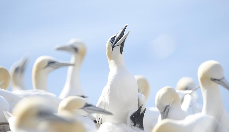 A group of adult gannets are white against a pale blue sky. In the centre of the throng, an adult gannet is set in focus with its young, fluffy white chick poking its head up from where it sits at its parent's feet. Both are gaping, panting in the heat, heads tilted back, open beaks pointed towards the sky.