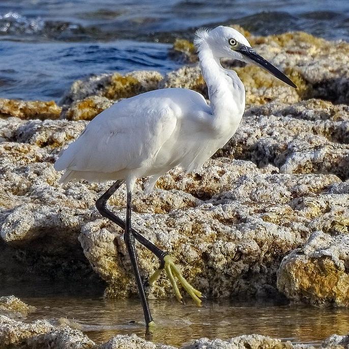 Little Egret photo