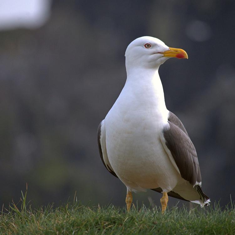 Living with Gulls photo