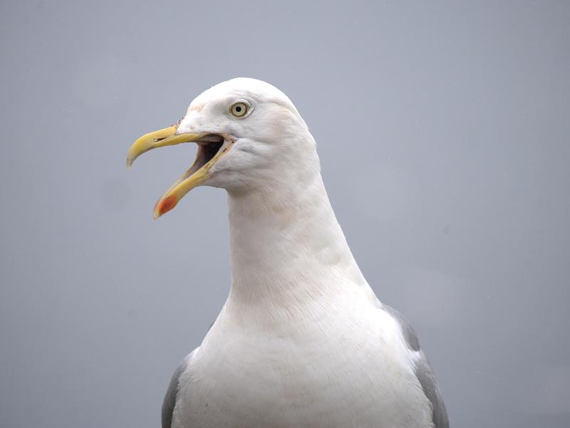 A Herring gull in profile, beak agape, looking at the camera with a gloomy grey sky behind A Herring gull in profile, beak agape, looking at the camera with a gloomy grey sky behind