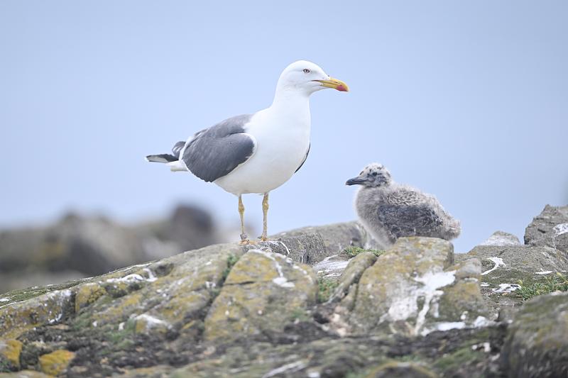 A Lesser Black Backed Gull and its fluffy grey chick stand on a rocky outcrop against a blue-grey sky, watching the camera