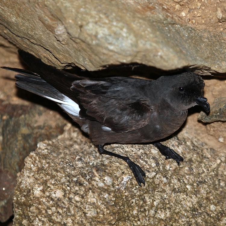 Storm-petrel photo