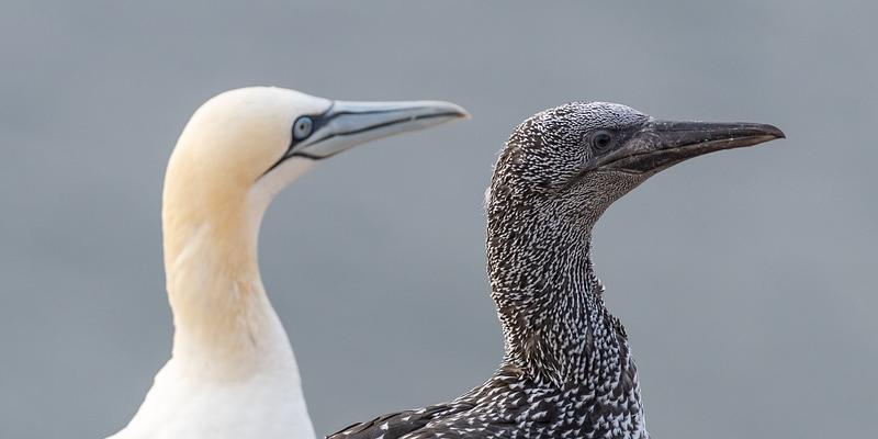 Scottish Guga Hunt - Scottish Seabird Centre