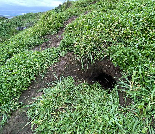 A puffin burrow in a grassy/muddy slope, vegetation well-trodden at the entrance, the edges smooth and rounded by use, the entrance low and wide