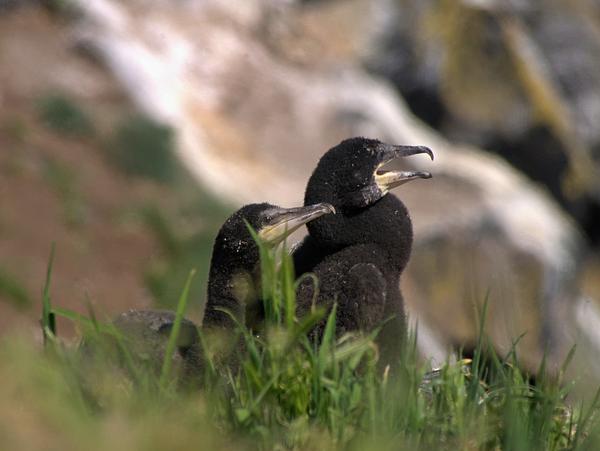 Two cormorant chicks sit in the sun, alert and watchful as they peek above the long grass, covered in a felt-like covering of black down except for their bare, reptilian faces Two cormorant chicks sit in the sun, alert and watchful as they peek above the long grass, covered in a felt-like covering of black down except for their bare, reptilian faces