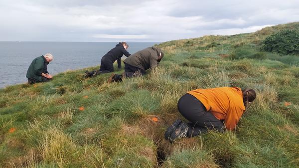 Four people crawl on their hands and knees over a grassy slope pockmarked with puffin burrows. Some have their arms halfway down the tunnels as they search for evidence of use by puffins for breeding earlier that summer.