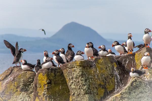 Dozens of puffins gather on an outcrop of rock splashed with white guano and yellow and green lichens. North Berwick law is visible in the distance.