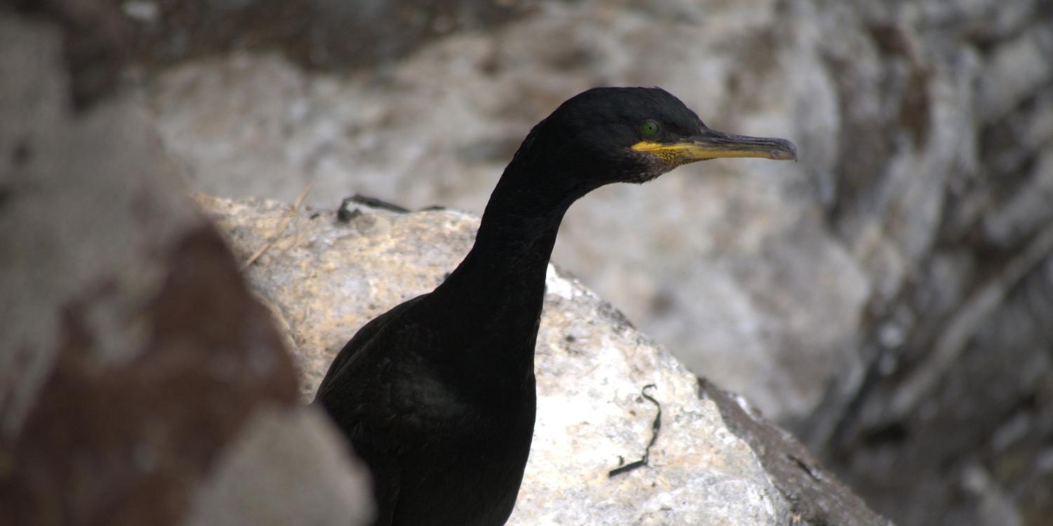 Marine Conservation in Scotland - Scottish Seabird Centre