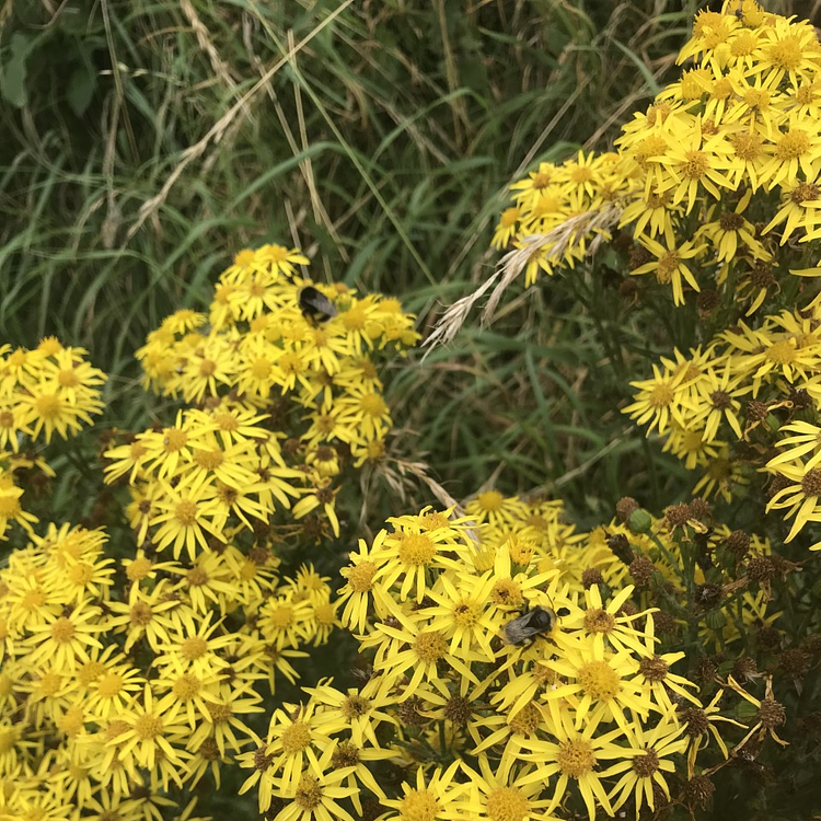 Terrestrial Plants photo