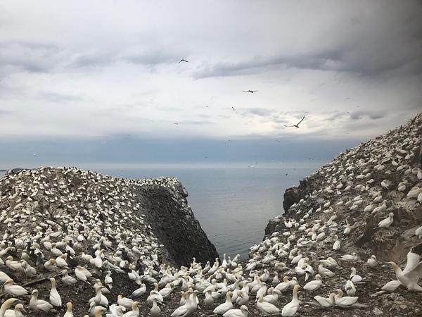 Bass Rock gannets. Image credit Charlotte Foster.